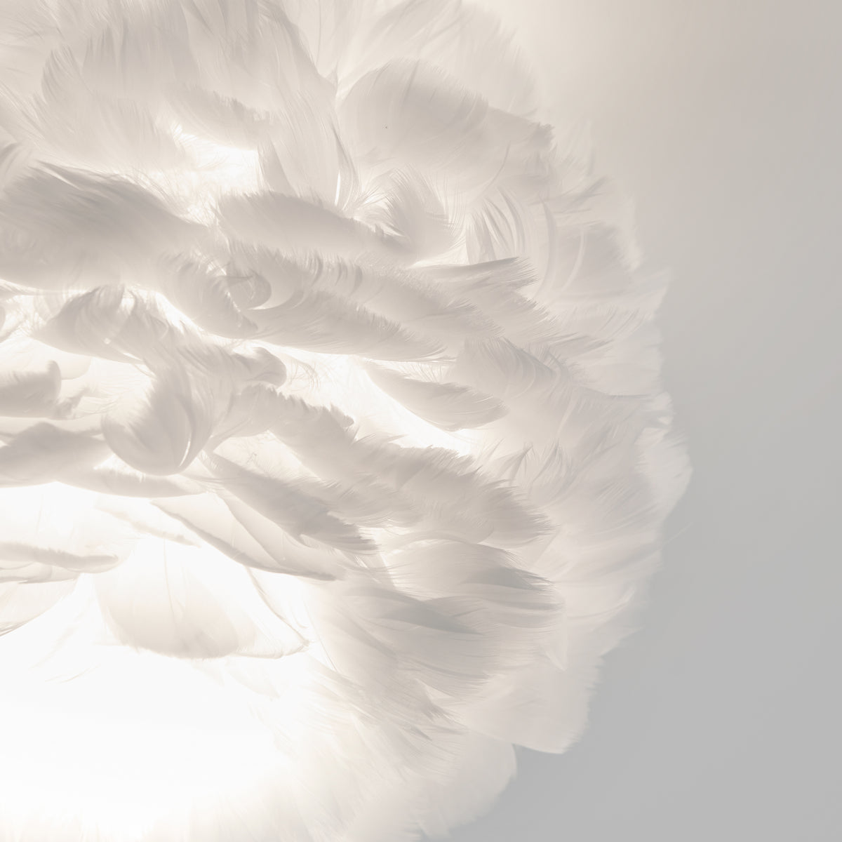 Close-up of soft, white feathers illuminated by light, creating an airy and delicate texture against a pale background. The feathers overlap, giving a sense of movement and lightness.